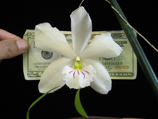 Dendrobium papilio 'Diamond Orchids' 3
