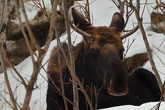 Moose Encounters 