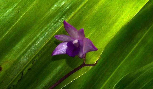 Dendrobium kingianum 'Steve' species orchid