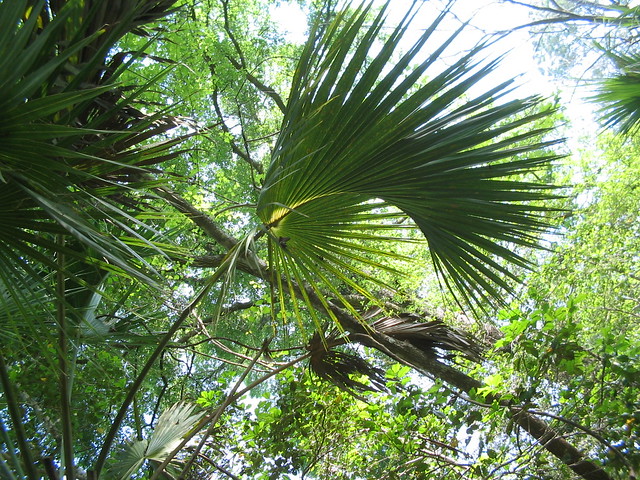 Sago Palm Tree - Cycas revoluta - Florida.
