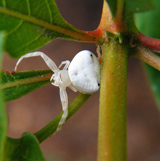 White spider | Flickr - Photo Sharing!