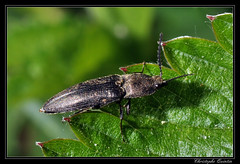 Coleoptera/Elateridae