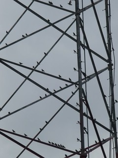 Starlingsontower