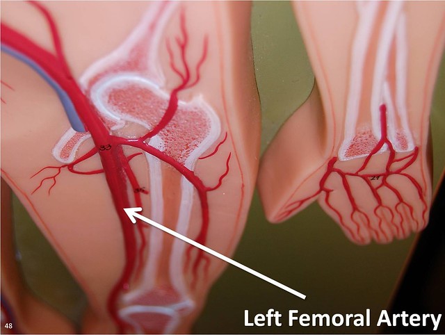 Left femoral artery - The Anatomy of the Arteries Visual Guide, page 48