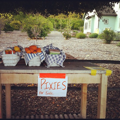 109/366 :: pixies for sale