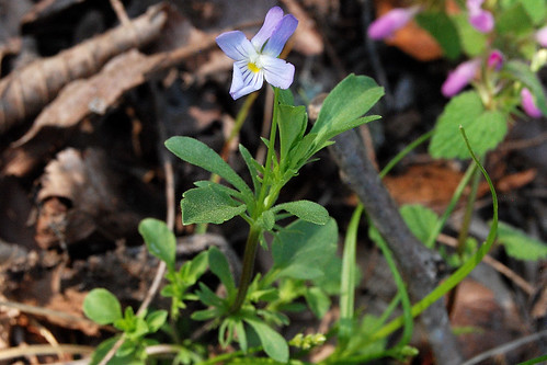 Picture of Field Pansy, Viola bicolor, which is a spring wildflower that grows in fields in the Ozarks.