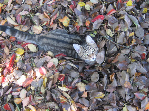 Autumn kitty by itinui