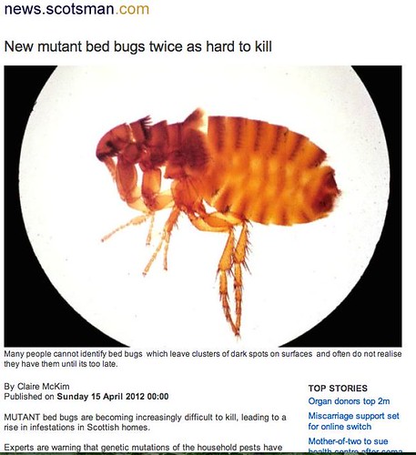 "New Mutant Bed Bugs twice as hard to kill"