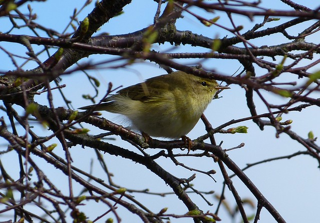 27146 - Willow Warbler, Isle of Mull