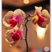 #orchids