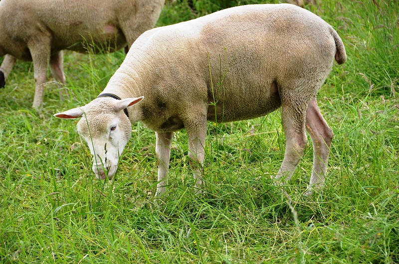 Sheep in Feldbrunnen