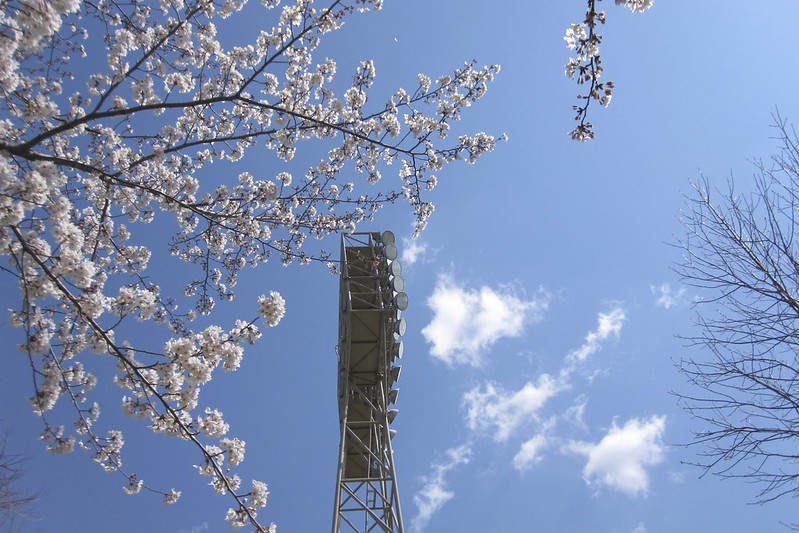 Sakura @Toyohashi Ballpark