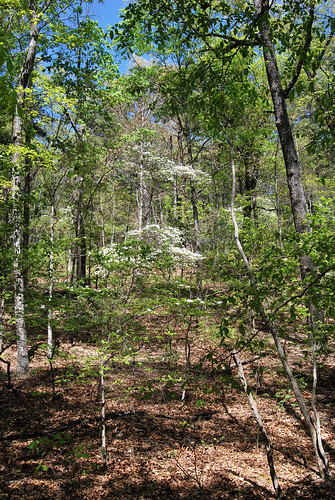 Dogwood tree in the understory of an Oak-Hickory forest in Barry county, Missouri.