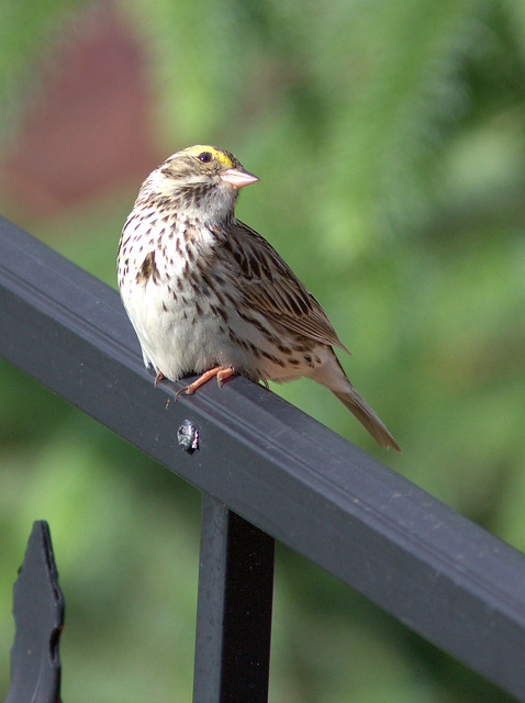 Savannah Sparrow looking up 20120509