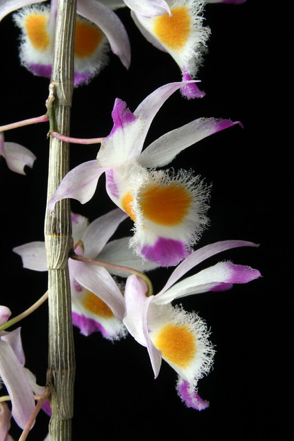 Dendrobium devonianum