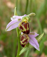 BRITISH BEE ORCHIDS