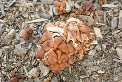 unidentified wild mushrooms