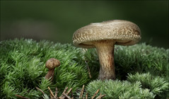 mushroom & moss