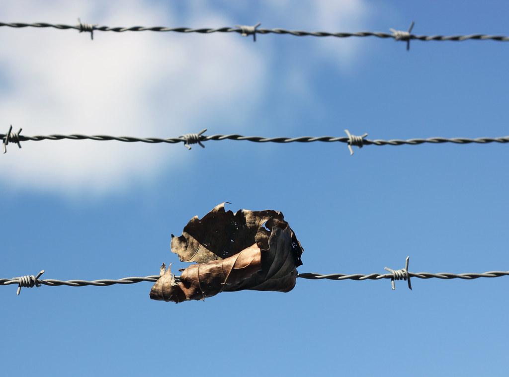 Barbed Wire Autumn Leaf