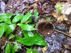 Nest 