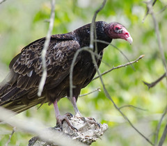 turkey vulture (cathares aura)