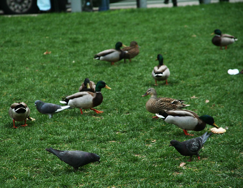 Ducks at McPherson Square, March 31, 2012