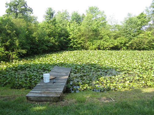 Pond of Pond Pads