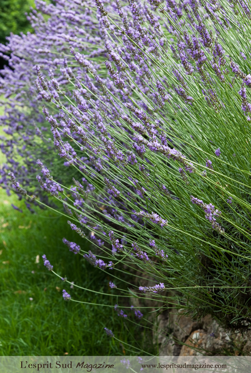 Lavender plants from Provence