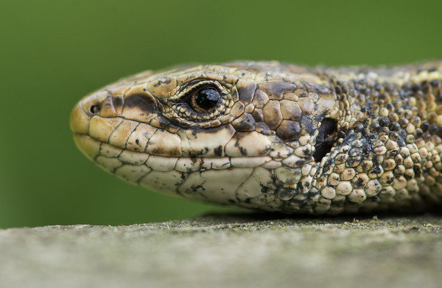 common lizard close up