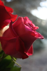 Roses/Rosas (Rosa)
