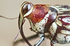 Coleoptera (Ecuador)