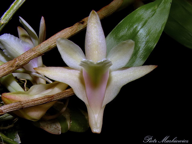 Dendrobium treubii