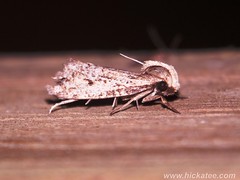 Twirler Moths - Family Gelechiidae