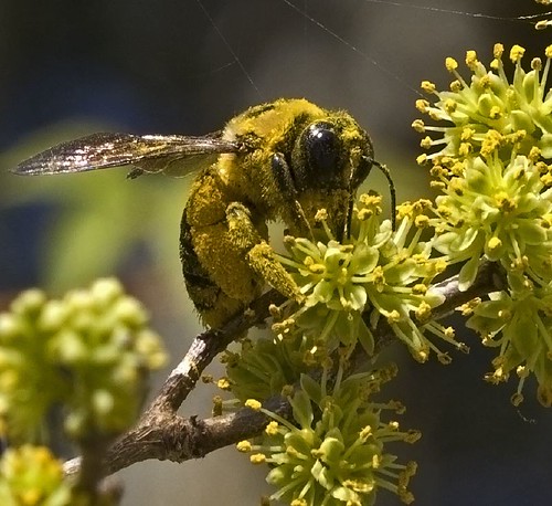 替萊姆樹傳粉的蜂。(Elena Gaillard攝)