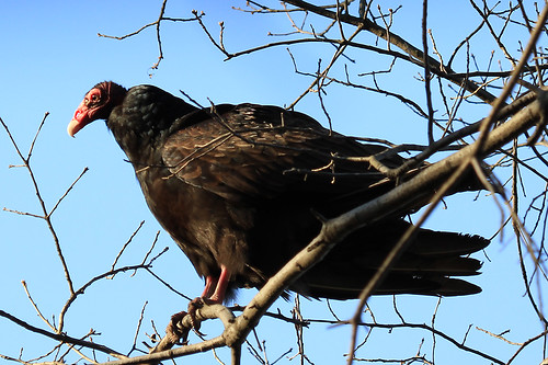 Turkey Vulture-