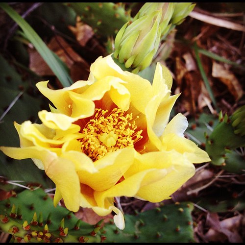 Day 111: Cactus Flower