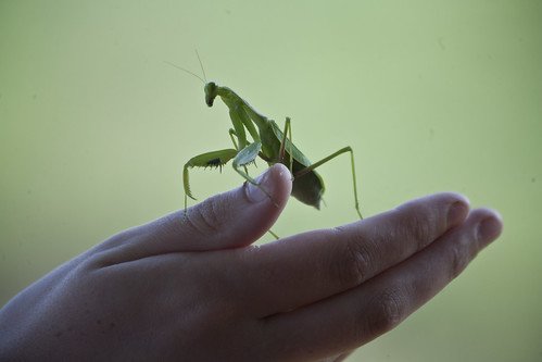 Preying Mantis, KZN, South Africa 