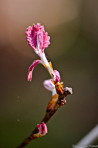 Signs of Spring, Taunton, MA by Genny164