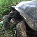 giant land tortoise