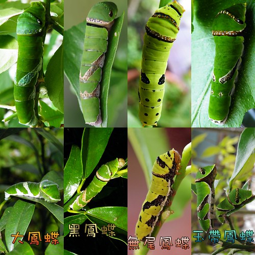 圖3：柑橘類植物上常見鳳蝶的幼蟲比較。由左至右分別為大鳳蝶、黑鳳蝶、無尾鳳蝶、玉帶鳳蝶。圖片提供：李鍾旻