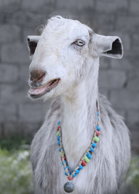 Goat Lady With A Necklace Flickr Photo Sharing