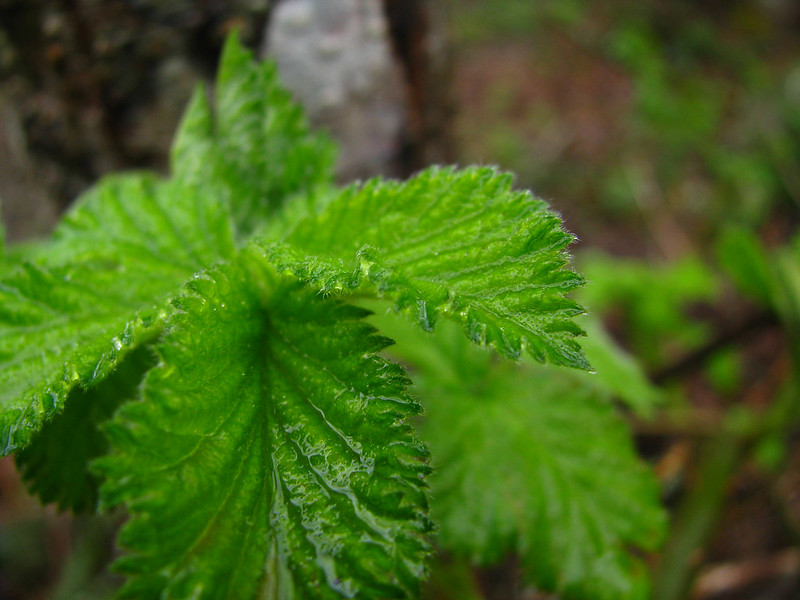 Blackberry leaf after rainfall