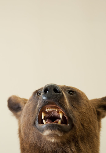 Bear Portrait 