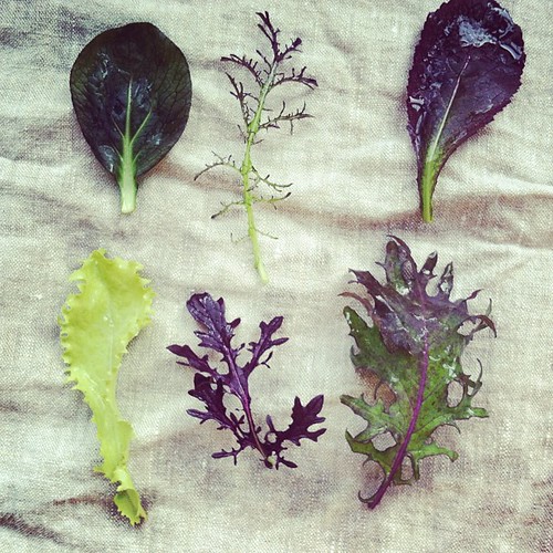 The prettiest greens, from our CSA
