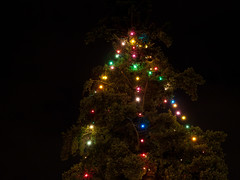 Burien Tree Lighting 2010