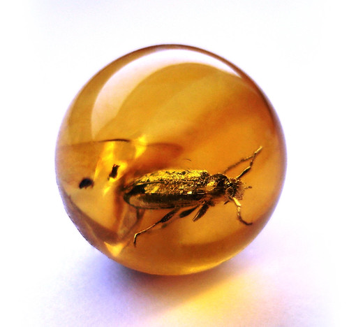 Baltic amber ball - very rare Cerambycidae - body 6 mm