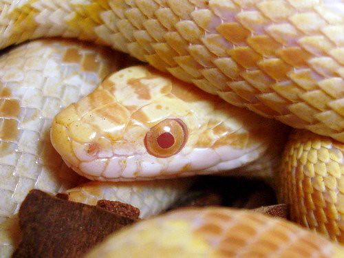 Cobras: como ter uma de estimação - Petlove - O Maior Petshop Online do Brasil