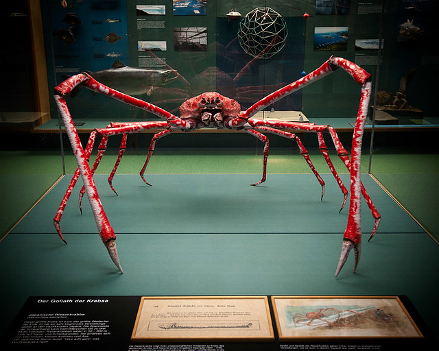 japanese spider  crab pictures