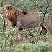 Etosha male lion.