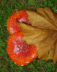 Mushrooms Moss Fungi  Lichen